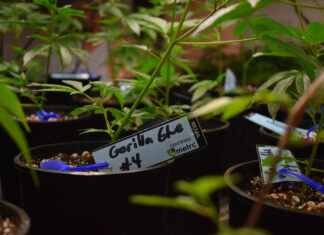 Edibles avec CBD ou THC – Qu’est-ce que c’est ? cultiver plants de cbd
